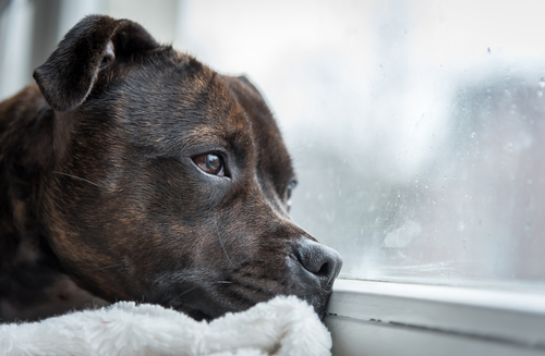 Hund schaut traurig aus dem Fenster.